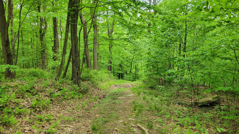Lush green trail in Linn Run State Park, Pennsylvania