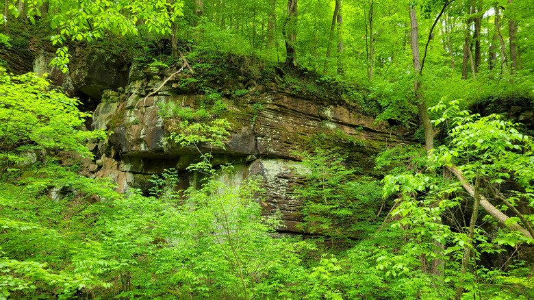 Greenery in Linn Run State Park, Pennsylvania.