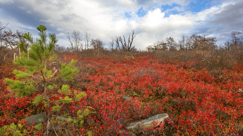Bright red berries and foliage at Eales Preserve