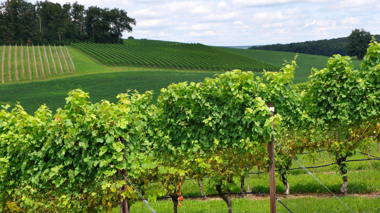 Winery in Pennsylvania with a backdrop of rolling hills