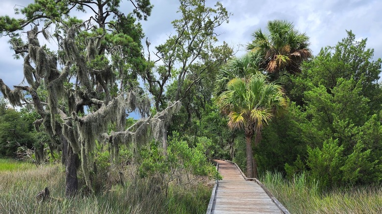 The trail at Oatland Island Wildlife Center, in Savannah, Georgia