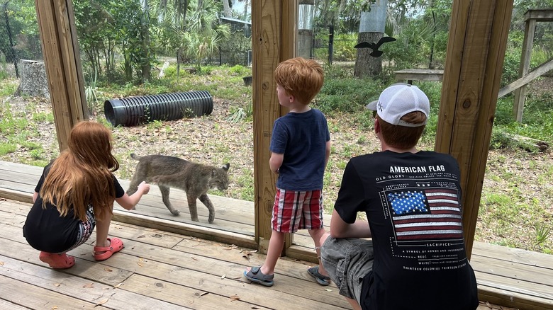 Children viewing a bobcat at Oatland Island Wildlife Center, in Savannah, Georgia