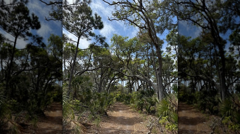 Trail through the trees at Wassaw National Wildlife Refuge
