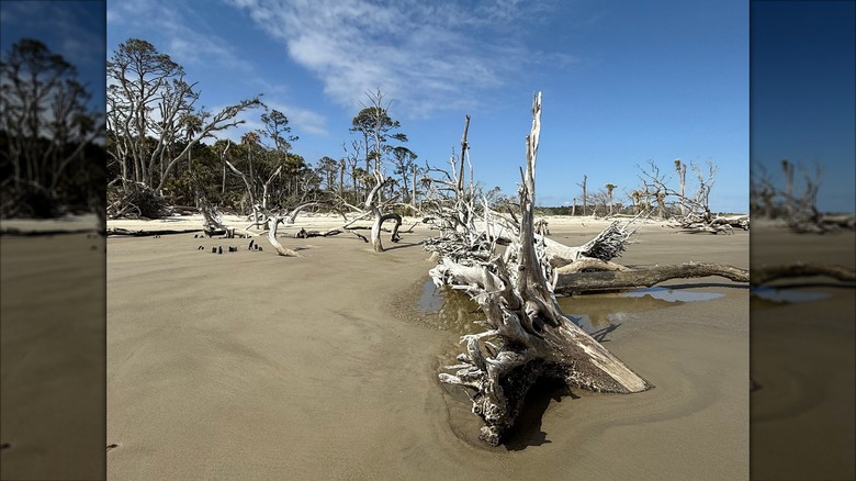 Downed trees on the beach at Wassaw National Wildlife Refuge