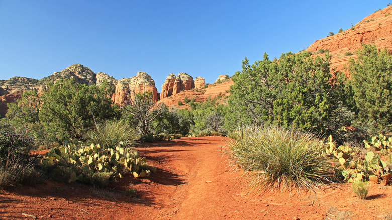 Orange dirt path surrounded by cacti, trees, and rock formations in Red Rock State Park