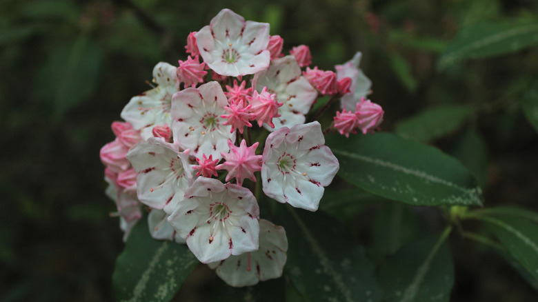 Close up of pink and white mountain laurel flowers