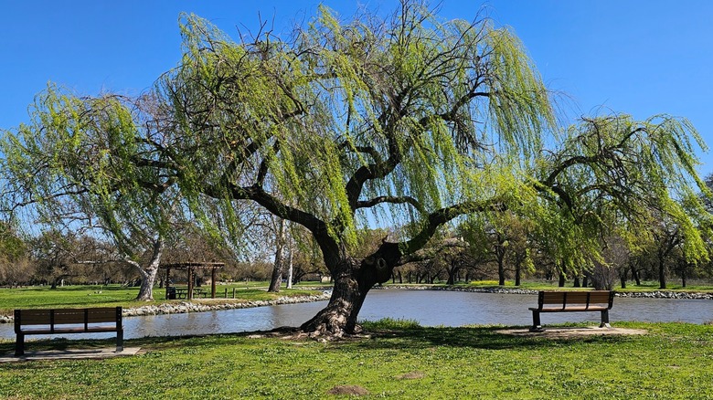 Benches and trees at Shumway Oak Grove Regional Park, Stockton