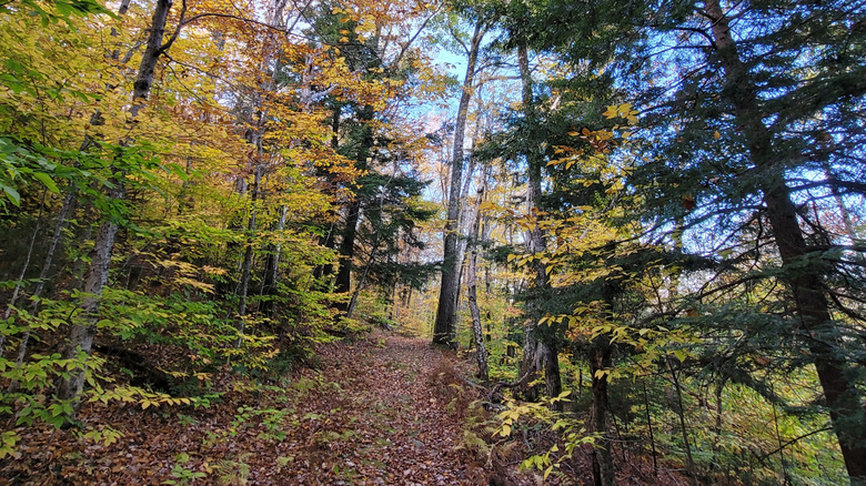 Trail leads up slopes of Mt. Greylock
