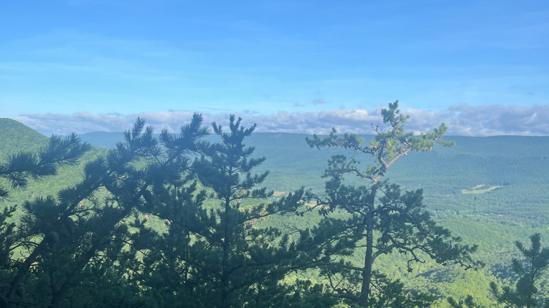 Trees and a green landscape near Daleville
