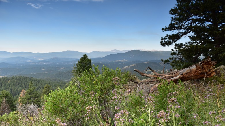 Mountain peak and trees in Genesee Park, Colorado