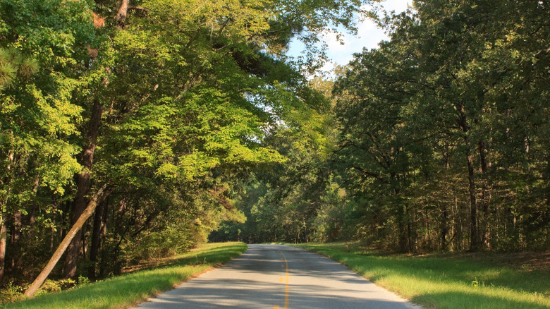 Driving through the Kisatchie national forest in Louisiana