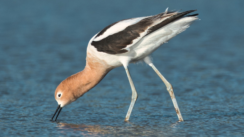An American Avocet dips its bill into the shallow waters of Hulah Lake in Northeast Oklahoma.