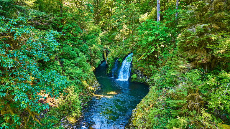 A waterfall crashes into a plunge pool in the Santiam State Forest