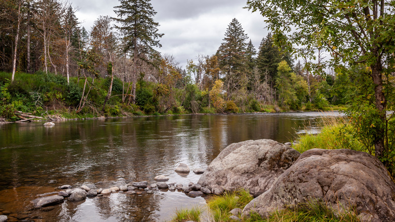 A view over the tree-lined banks of the North Santiam River