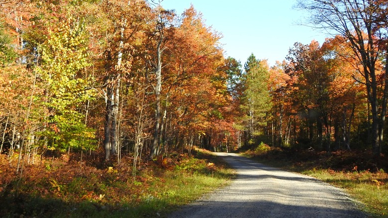 Dirt road meandering through Moshannon State Forest, Pennsylvania
