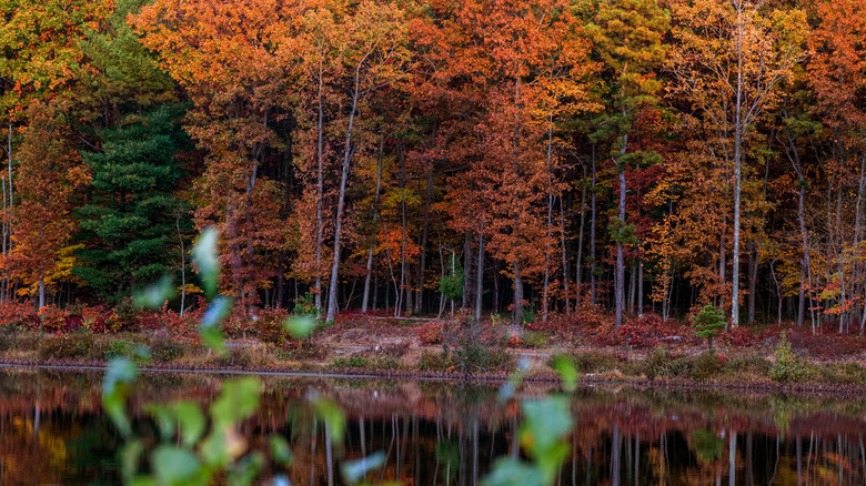 Fall foliage by a calm lake