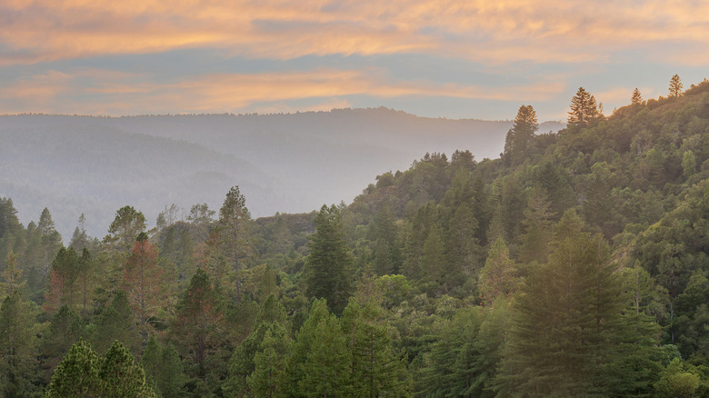 Quail Hollow Ranch County Park near Ben Lomond, California