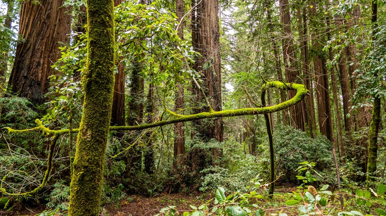 Moss-covered trees in Henry Cowell Redwoods State Park