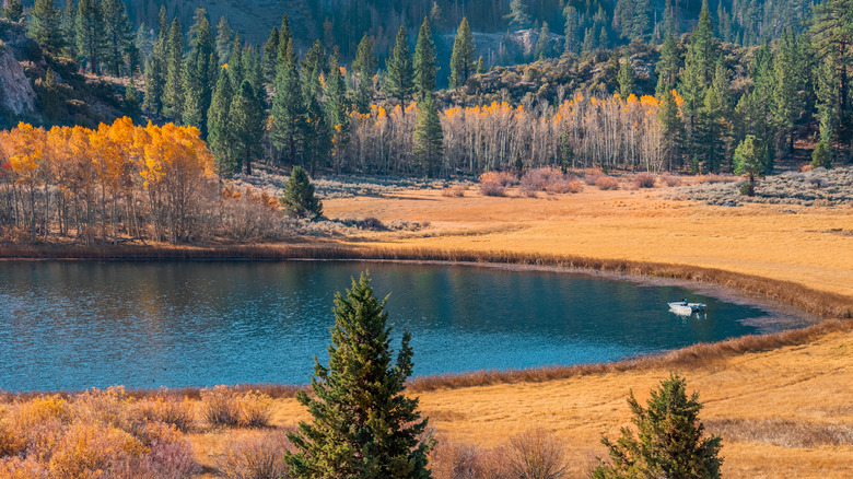 Golden grasses and leaves surround Gull Lake, California