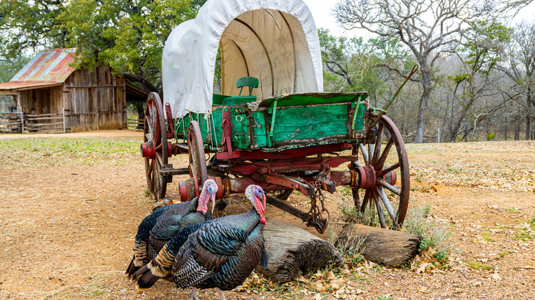 Covered wagon, wild turkeys at Lyndon B. Johnson State Park and Historic Site