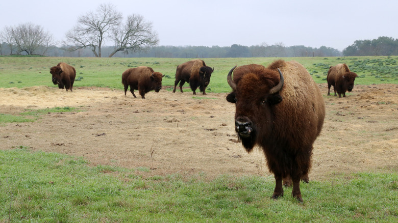 Bisons at Lyndon B. Johnson State Park and Historic Site