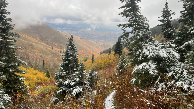 Fresh snowfall on Wellsville Mountains