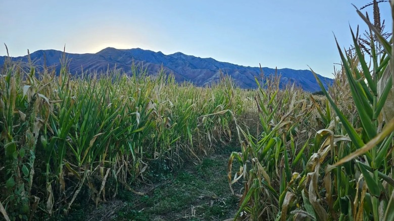 Corn field in Wellsville with mountains in distance