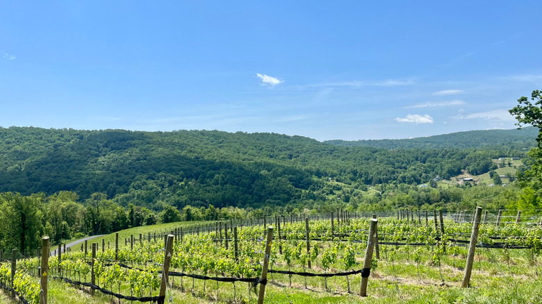 A vineyard in the Blue Ridge Mountains