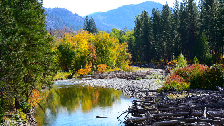 Methow River surrounded by trees near Mazama, Washington
