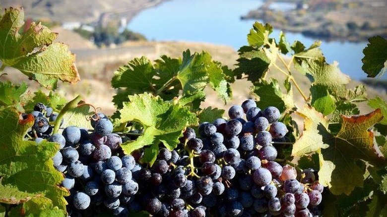 A close up of wine grapes with the River in the backdrop