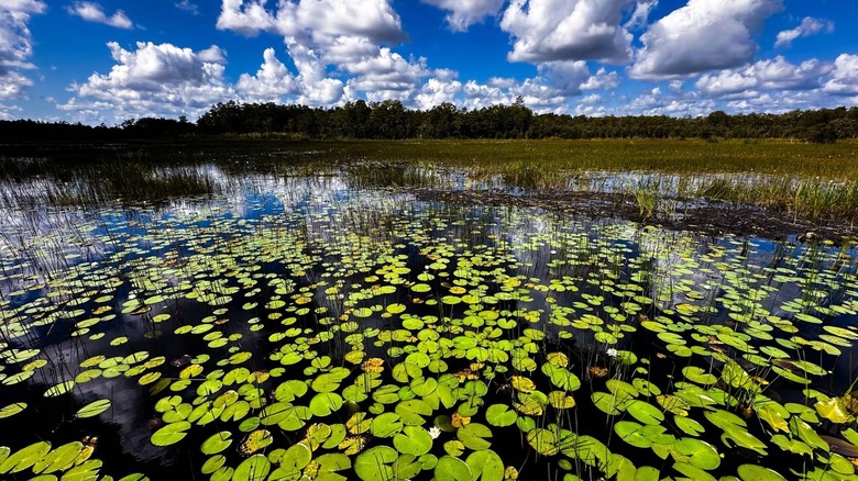 Landscape photo of Grassy Waters Preserve.