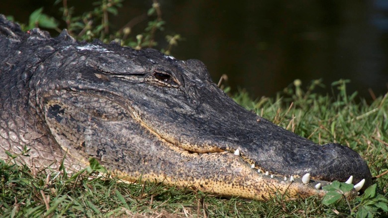 Close-up headshot of alligator in Grassy Waters Preserve