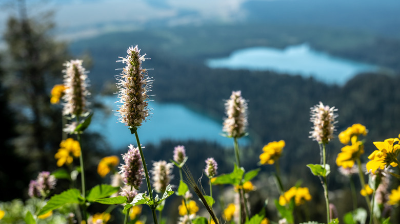 Taggart Lake through blooming wildflowers