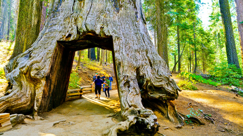 Dead Giant Tunnel Tree in Tuolumne Grove in Yosemite National Park