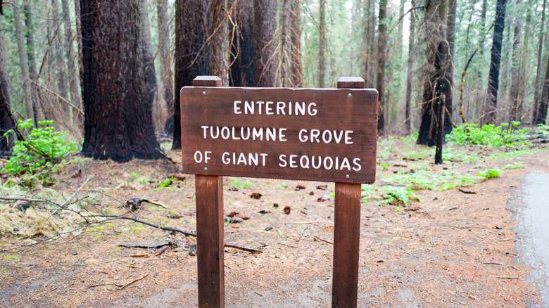 Carved wooden sign for the entrance to Tuolumne Grove in