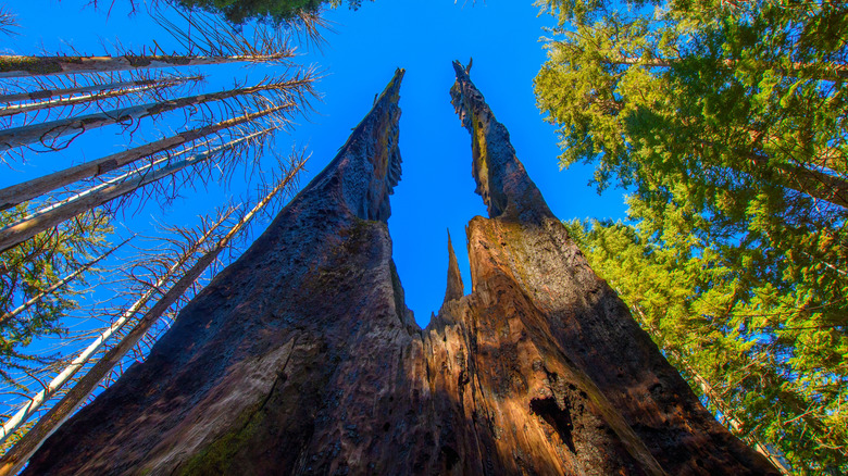 View of sequoia trees in Tuolumne Grove in Yosemite National Park
