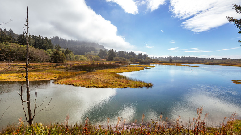 The wetlands and forests of Sitka Sedge, Oregon