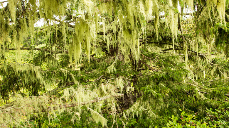 Moss drapes over the boughs of trees in the Sitka Sedge Natural Area