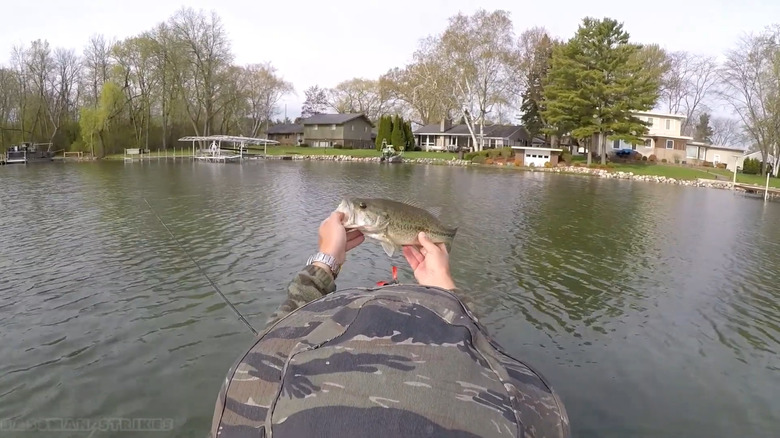 A fisherman catches a bass fish