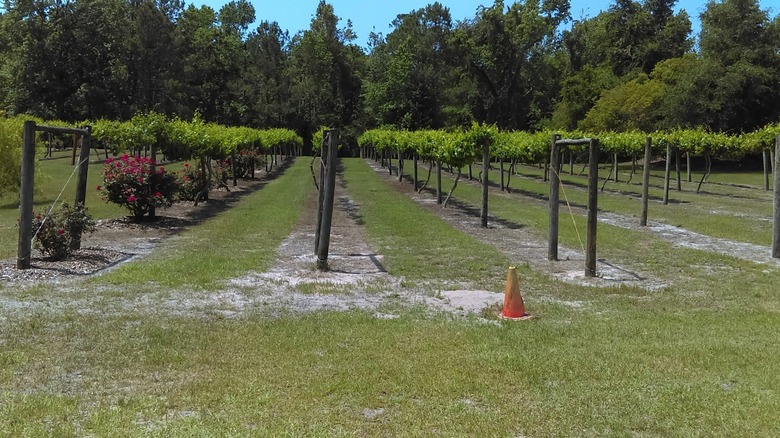 View of La Belle Amie Vineyard