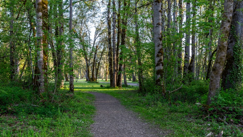 Walking trail in the Champoeg State Heritage Park
