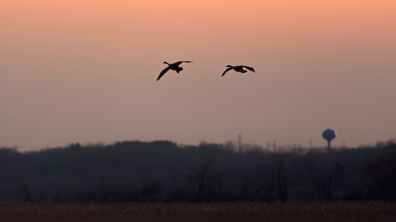 Two birds flying over a lake and land around Lake Como in Wisconsin with a water tower in the distant background.