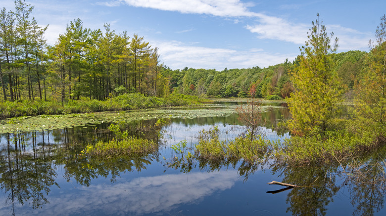 Lost Lake in Muskegon State Park