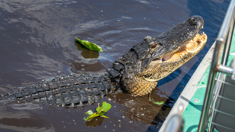 An alligator swims up to the side of an airboat