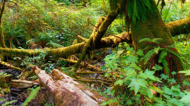 Forest scene near Munson Creek Falls, Tillamook, Oregon