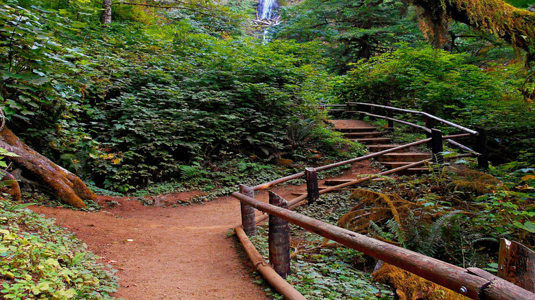 Hiking trail to Munson Creek Falls, Tillamook, Oregon