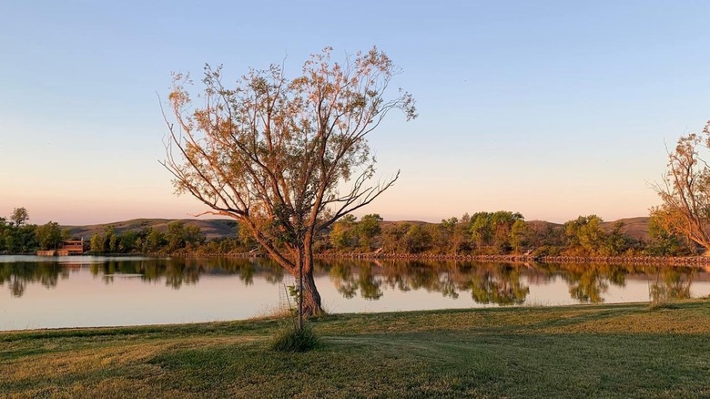 tree beside water at the Farm Island Recreation Area