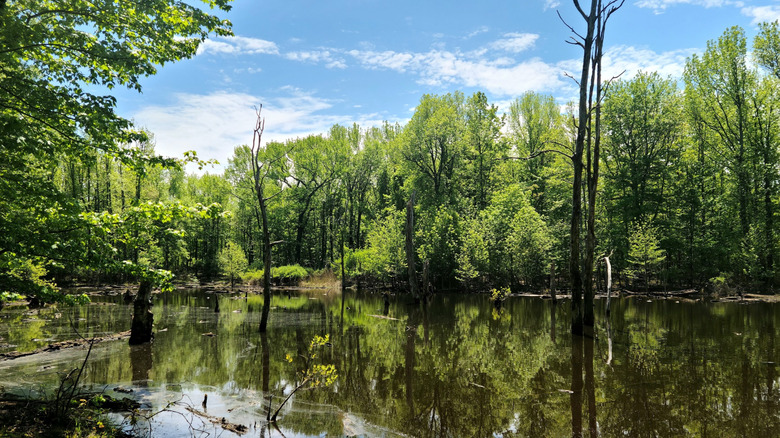 Wetlands surrounded by a hardwood forest in North Mount Loretto State Forest on Staten Island, New York