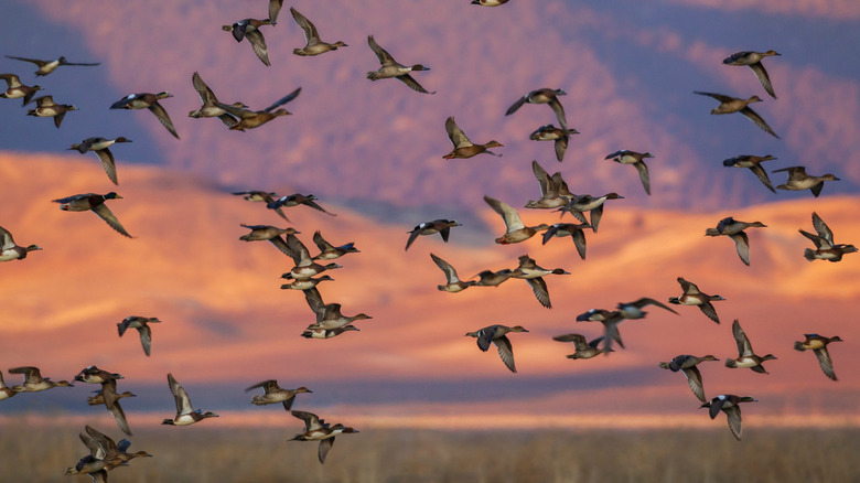 Flock of ducks at last light at the Klamath Basin National Wildlife Refuge