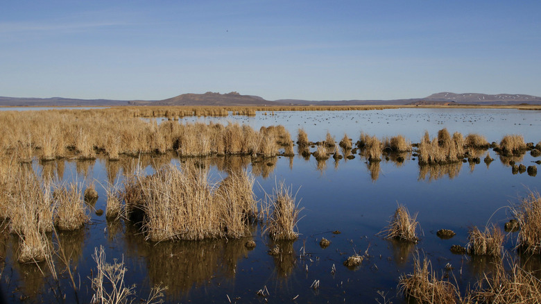 Wetland at Tule Lake National Wildlife Refuge, California